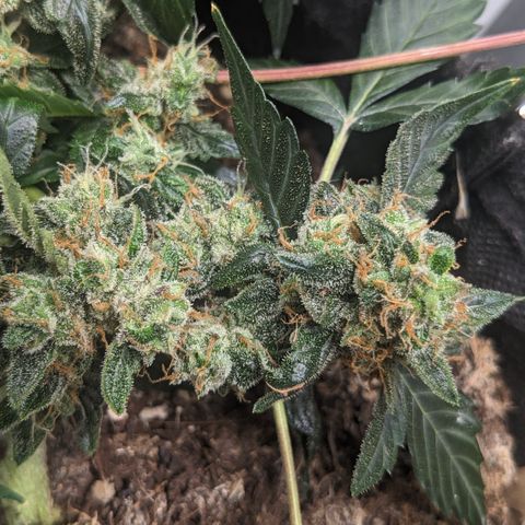Tamsi growlog timeline photo