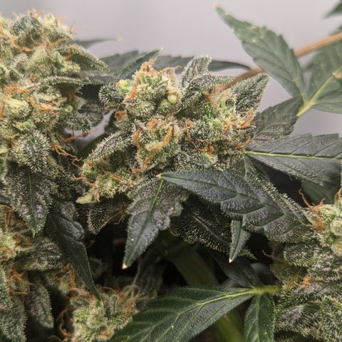 Tamsi growlog timeline photo
