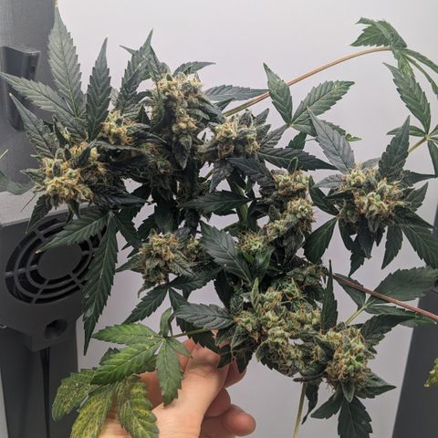 Tamsi growlog timeline photo