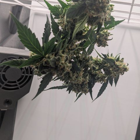 Tamsi growlog timeline photo