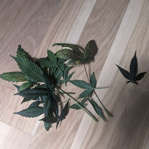 Tamsi growlog timeline photo