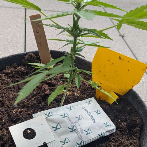 Mary II growlog timeline photo