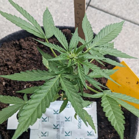 Mary II growlog timeline photo