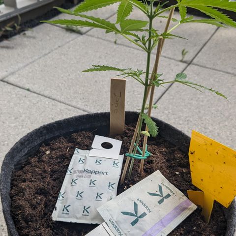 Jane II growlog timeline photo