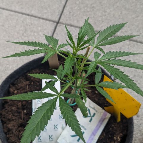 Jane II growlog timeline photo