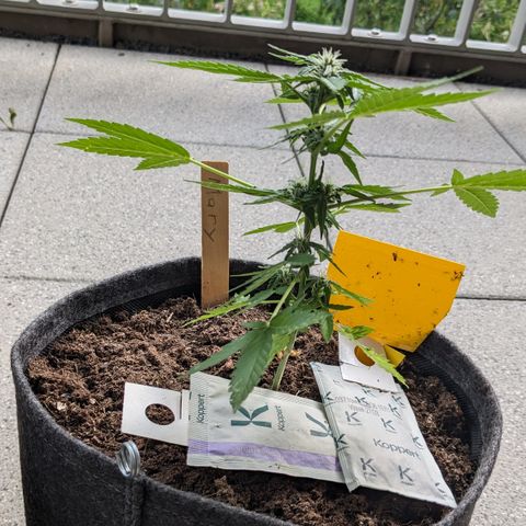 Mary II growlog timeline photo