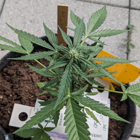 Mary II growlog timeline photo