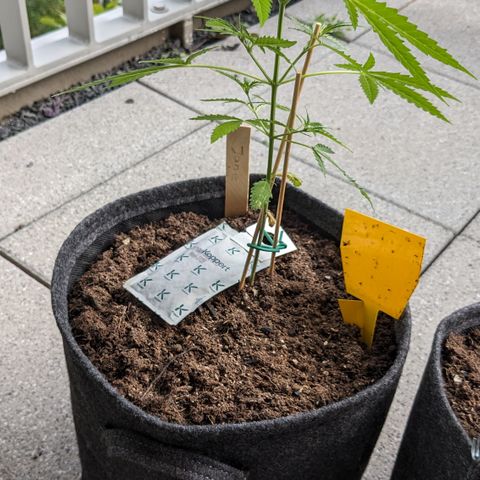 Jane II growlog timeline photo