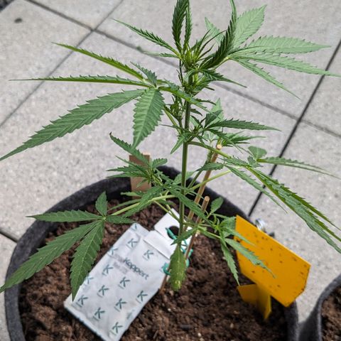 Jane II growlog timeline photo