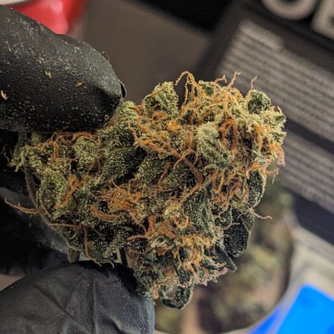 Tamsi growlog timeline photo
