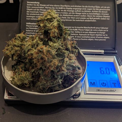 Tamsi growlog timeline photo