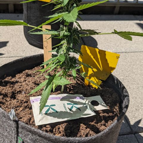 Mary II growlog timeline photo