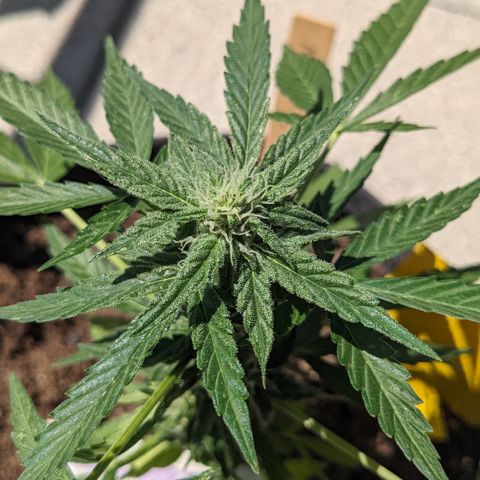 Mary II growlog timeline photo