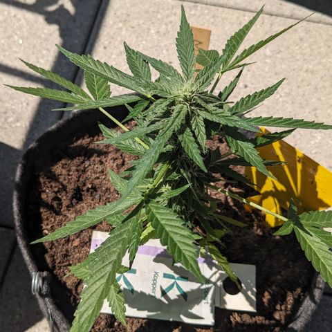 Mary II growlog timeline photo