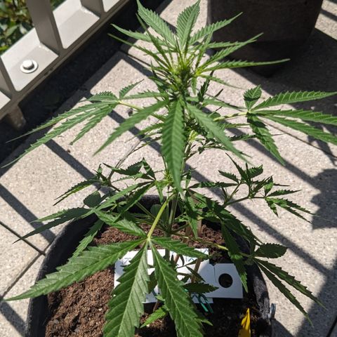 Jane II growlog timeline photo