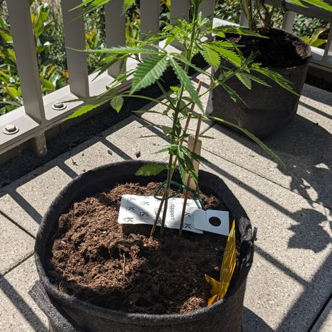 Jane II growlog timeline photo