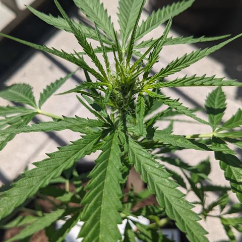 Jane II growlog timeline photo