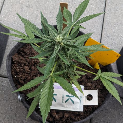 Mary II growlog timeline photo