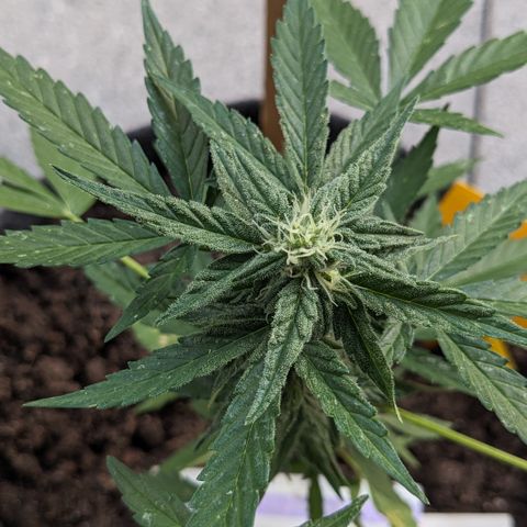 Mary II growlog timeline photo