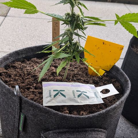 Mary II growlog timeline photo