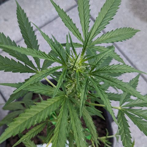 Jane II growlog timeline photo