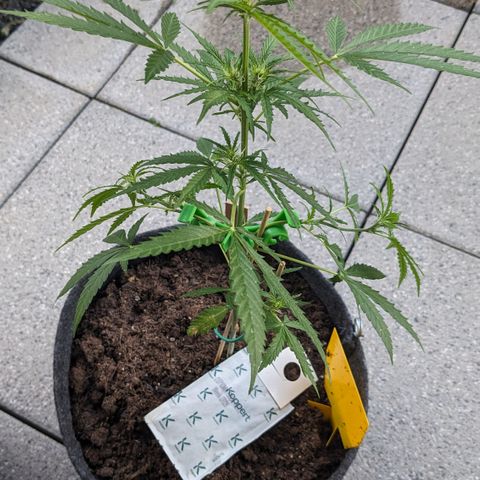 Jane II growlog timeline photo