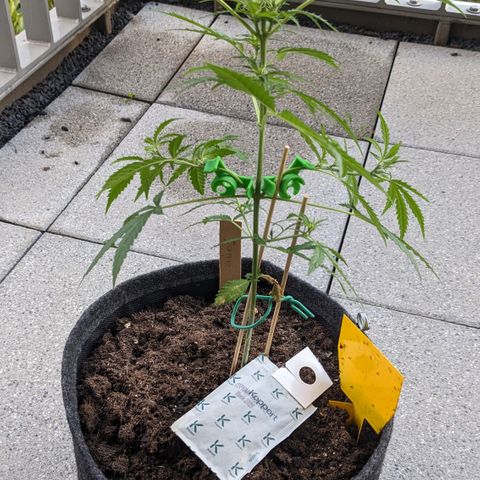 Jane II growlog timeline photo