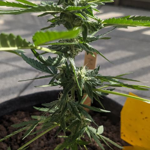 Mary II growlog timeline photo
