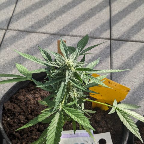 Mary II growlog timeline photo