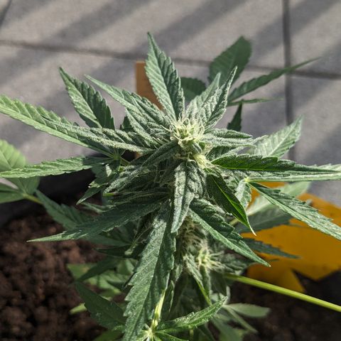 Mary II growlog timeline photo