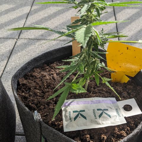Mary II growlog timeline photo