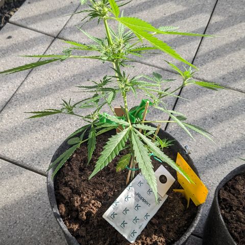 Jane II growlog timeline photo