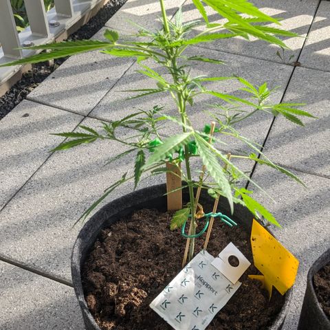 Jane II growlog timeline photo