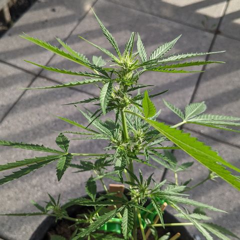 Jane II growlog timeline photo