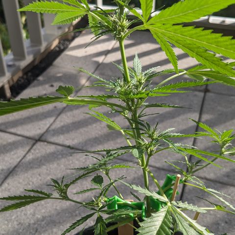 Jane II growlog timeline photo