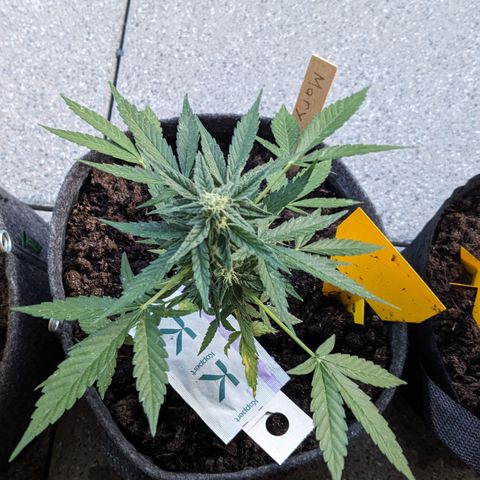 Mary II growlog timeline photo