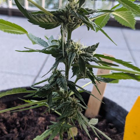 Mary II growlog timeline photo