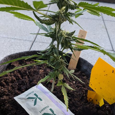Mary II growlog timeline photo