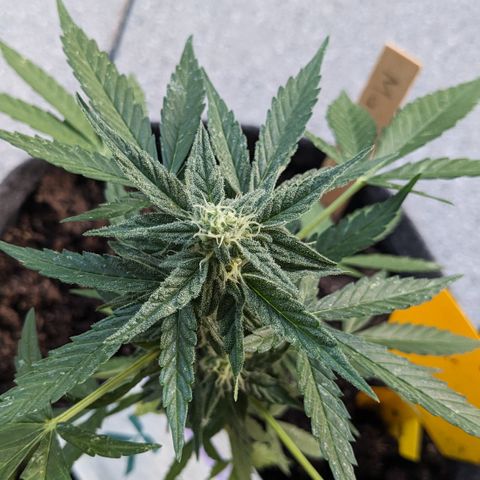 Mary II growlog timeline photo