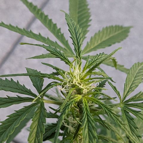 Jane II growlog timeline photo
