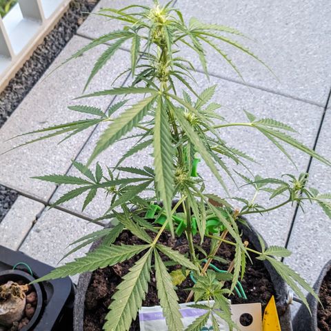 Jane II growlog timeline photo
