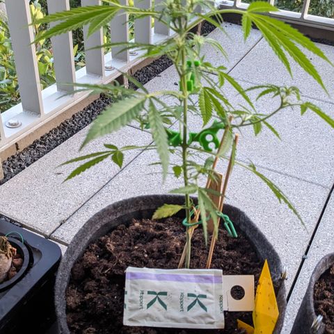 Jane II growlog timeline photo