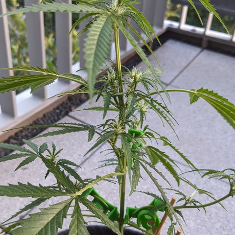 Jane II growlog timeline photo