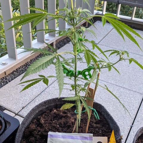 Jane II growlog timeline photo