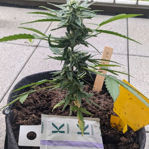 Mary II growlog timeline photo