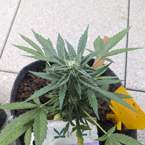 Mary II growlog timeline photo
