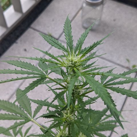 Jane II growlog timeline photo
