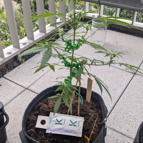 Jane II growlog timeline photo