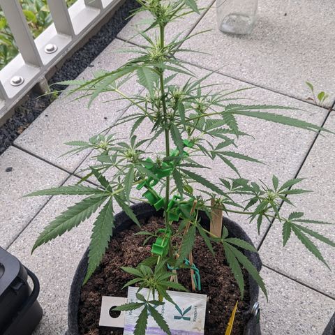 Jane II growlog timeline photo