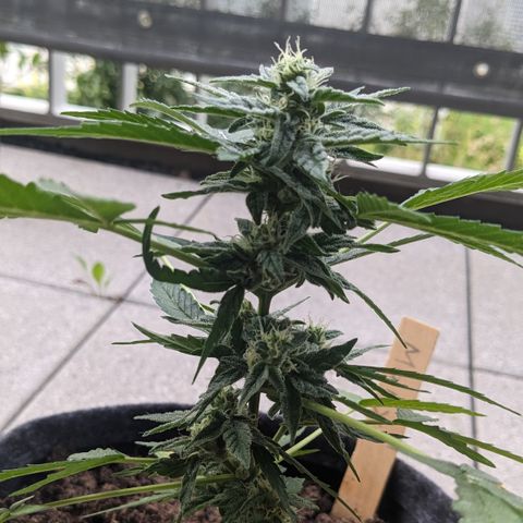 Mary II growlog timeline photo